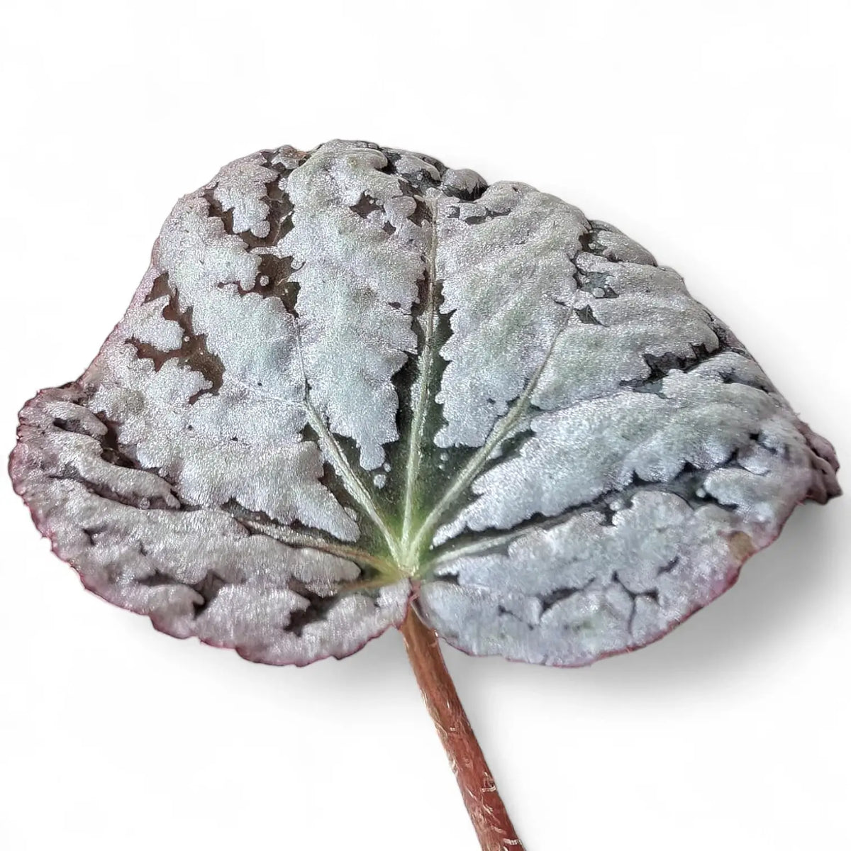 Nahaufnahme eines Blatts von Begonia rex 'Chayo' vor weißem Hintergrund.