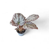 Begonia rex 'Chayo' – Zimmerpflanze im Kulturtopf auf weißem Hintergrund, Produktfoto 2.