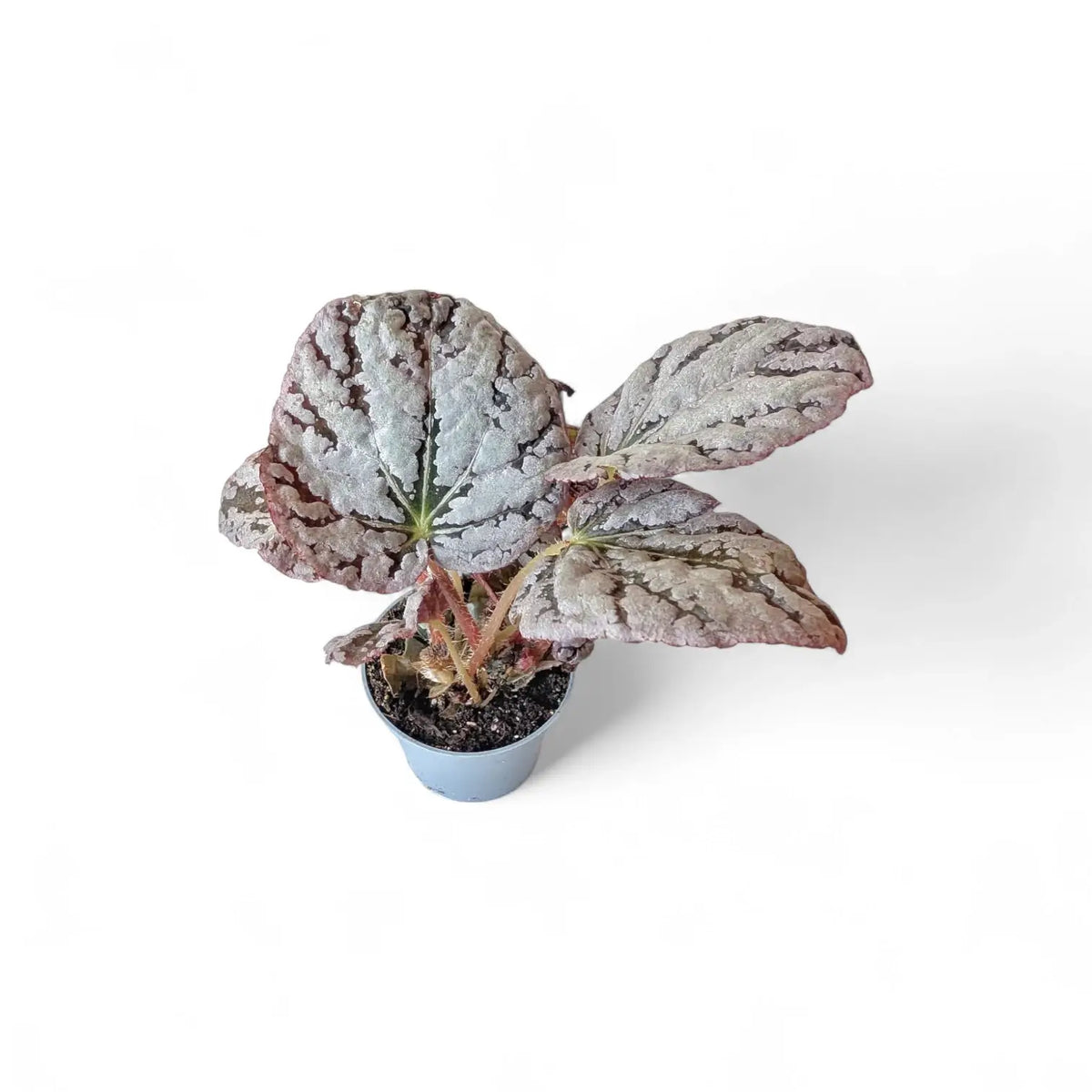 Begonia rex 'Chayo' – Zimmerpflanze im Kulturtopf auf weißem Hintergrund, Produktfoto 2.