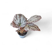 Begonia rex 'Chayo' – Zimmerpflanze im Kulturtopf auf weißem Hintergrund, Produktfoto 2.