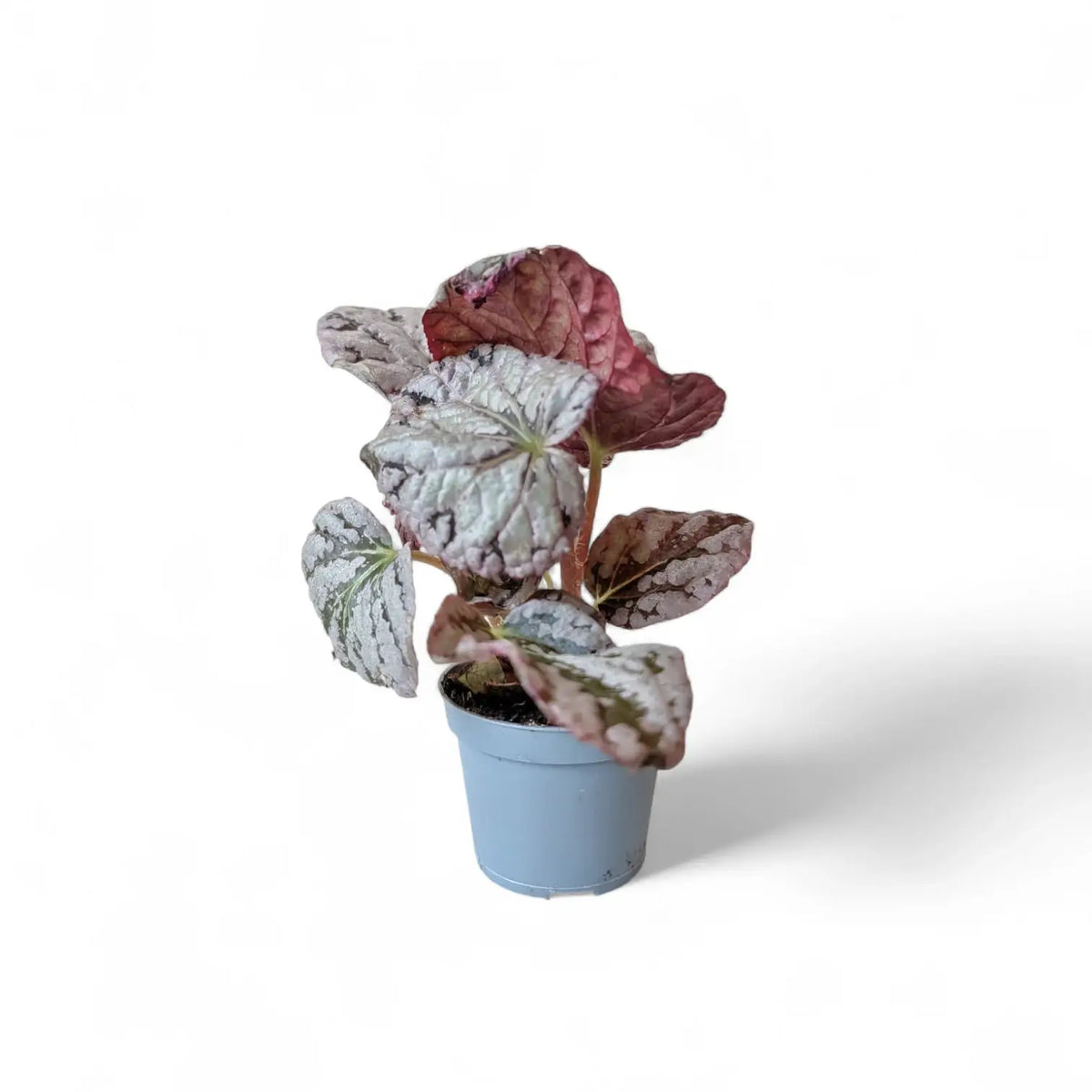 Begonia rex 'Chayo' – Zimmerpflanze im Kulturtopf auf weißem Hintergrund, Produktfoto 4.