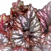 Begonia rex 'Cumbia' – Blattdetail vor weißem Hintergrund..