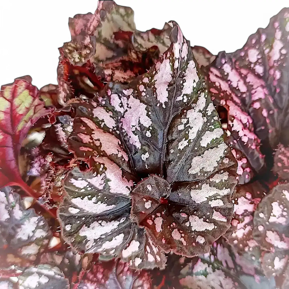 Begonia rex 'Cumbia' – Blattdetail vor weißem Hintergrund..