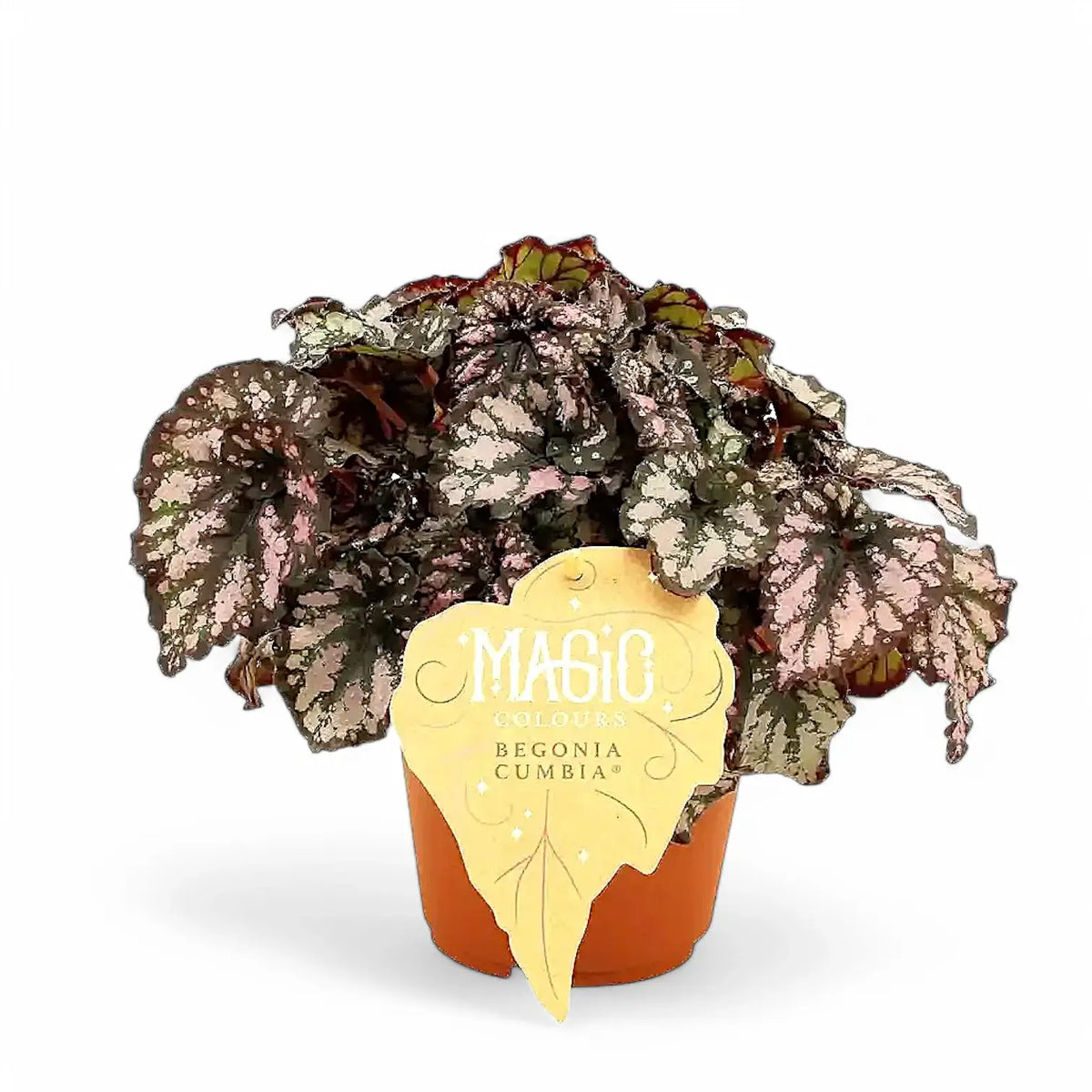 Begonia rex 'Cumbia' Zimmerpflanze im Anzuchttopf vor weißem Hintergrund, Produktfoto 2.