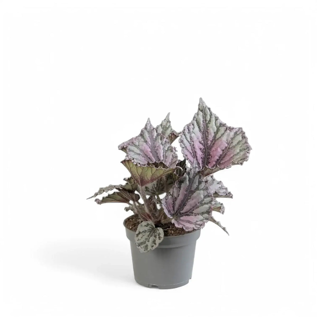 Begonia rex 'Dew Drop' potted plant in nursery pot on white background.