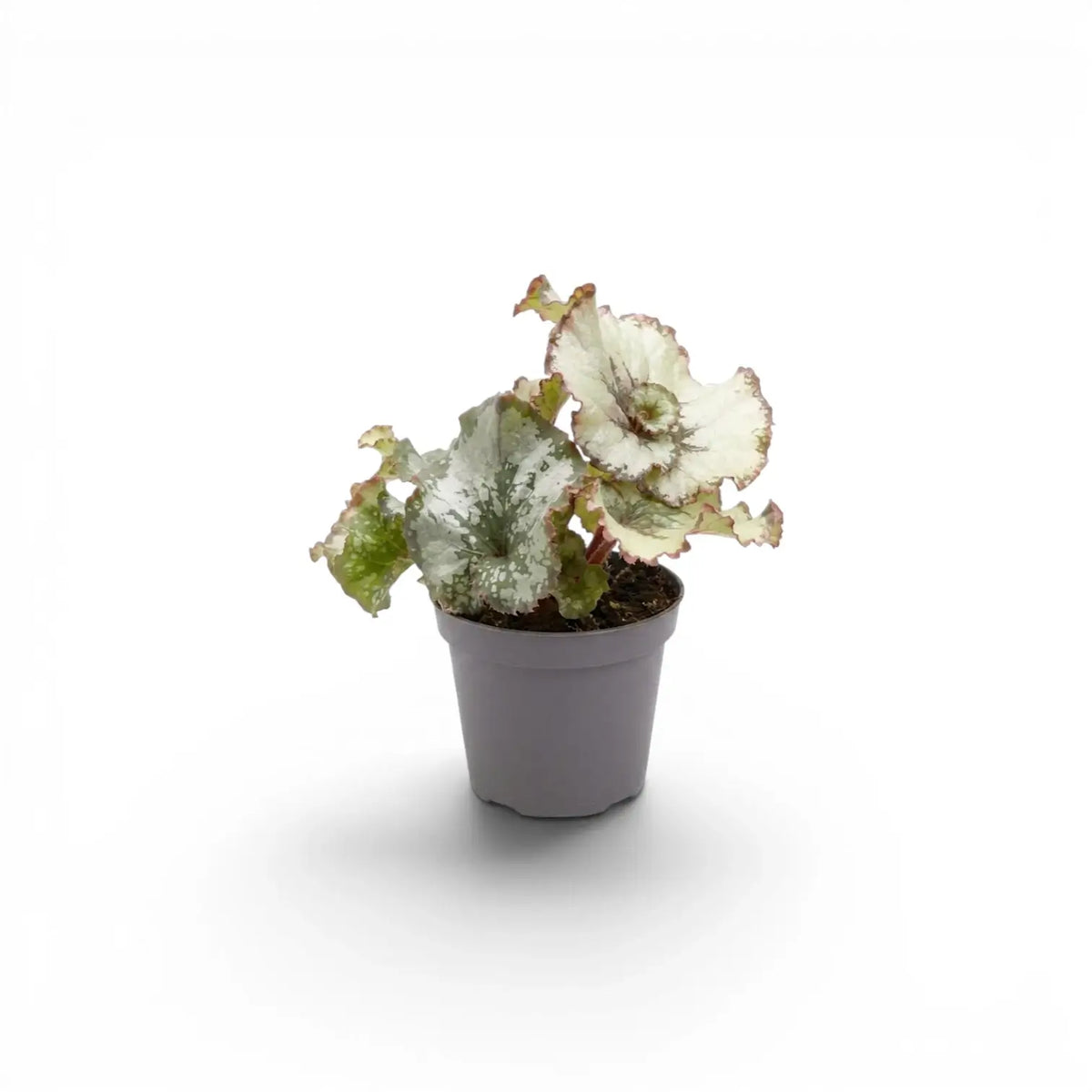 Begonia rex Escargot baby plant with spiral-patterned leaves in a nursery pot.