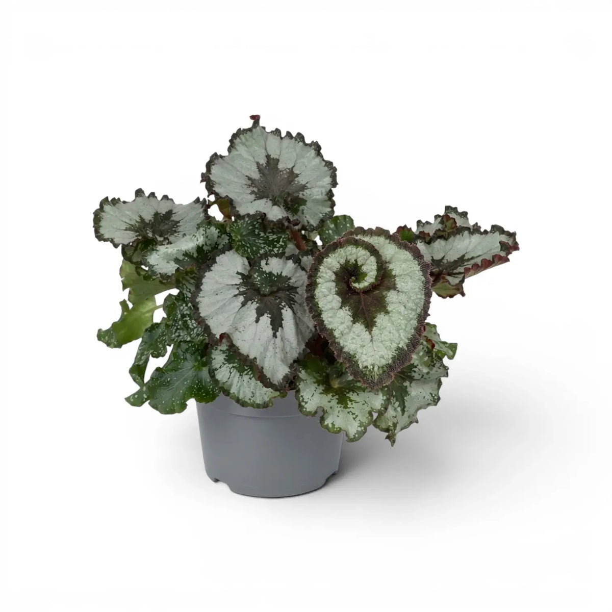 Begonia rex Escargot plant with spiral-patterned foliage in a nursery pot.