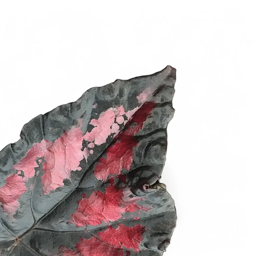 Begonia rex 'Etna' close-up of leaf on white background.