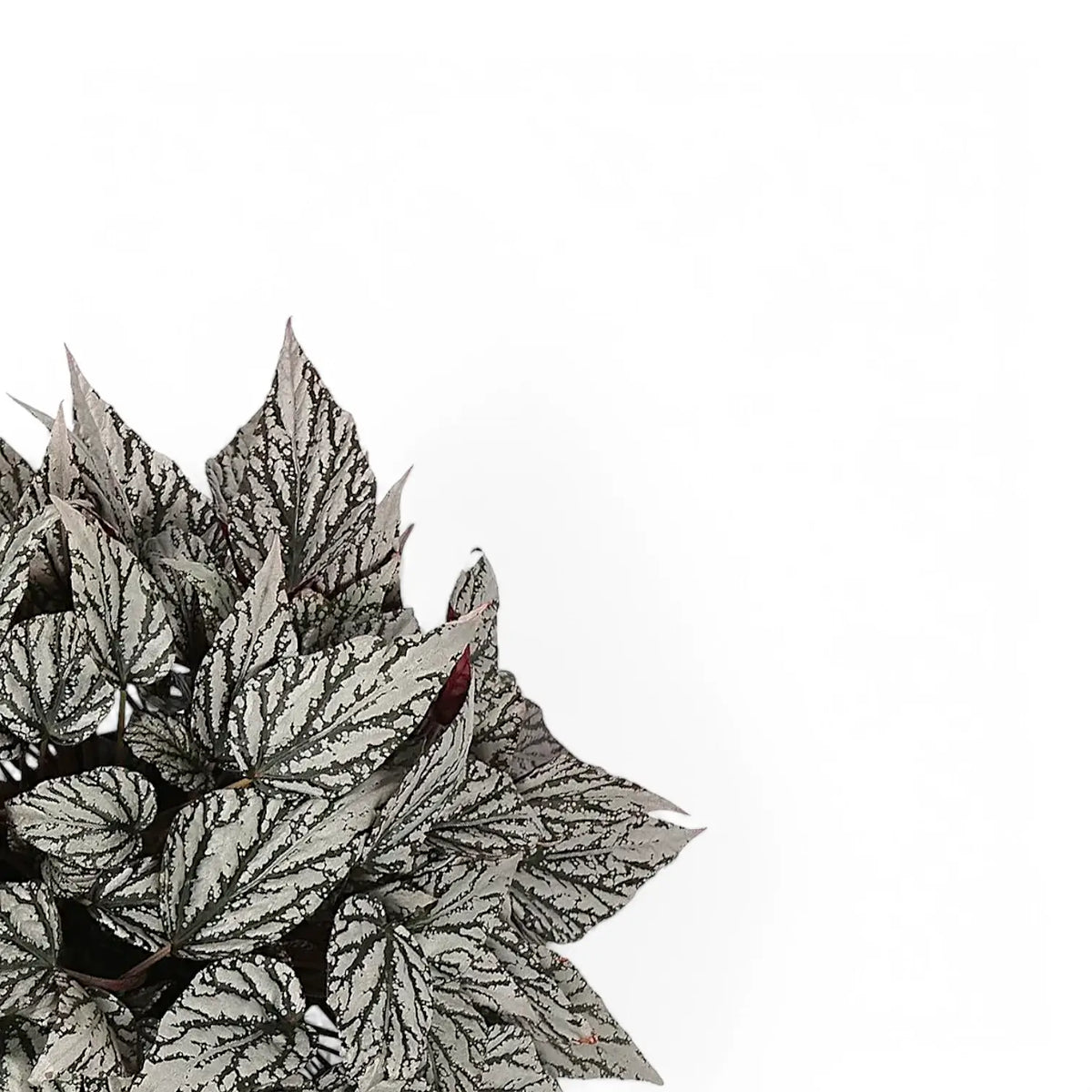 Begonia rex 'Jolly Silver' close-up of leaf on white background.