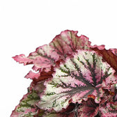 Begonia rex 'Lambada' – Blattdetail vor weißem Hintergrund..
