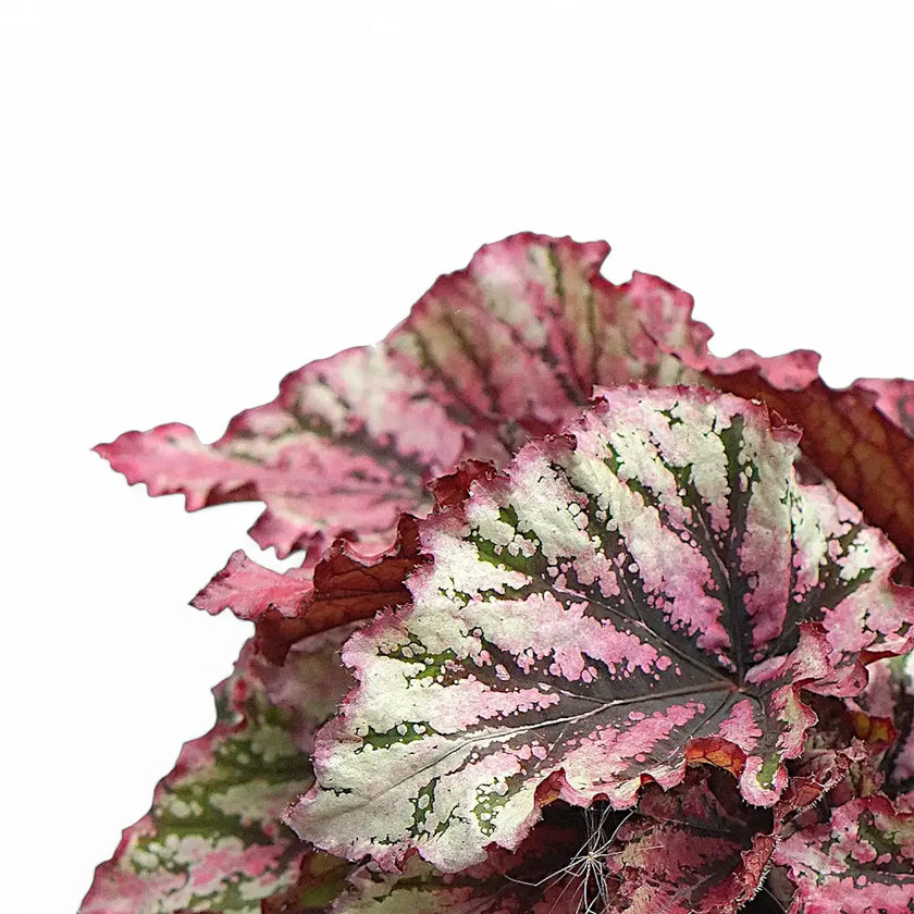 Begonia rex 'Lambada' – Blattdetail vor weißem Hintergrund..