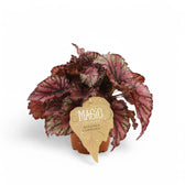 Begonia rex 'Lambada' Zimmerpflanze im Anzuchttopf vor weißem Hintergrund, Produktfoto 3.