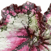 Begonia rex 'Odissi' – Blattdetail vor weißem Hintergrund..