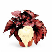 Begonia rex 'Red Bull' Zimmerpflanze im Anzuchttopf vor weißem Hintergrund, Produktfoto 2.