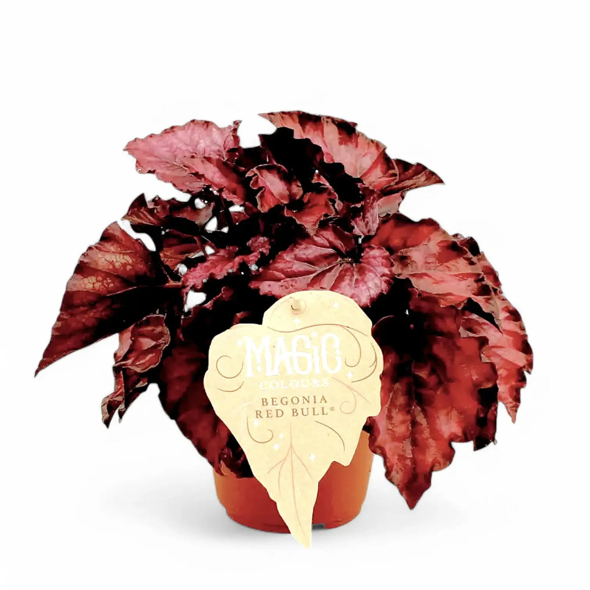 Begonia rex 'Red Bull' Zimmerpflanze im Anzuchttopf vor weißem Hintergrund, Produktfoto 2.
