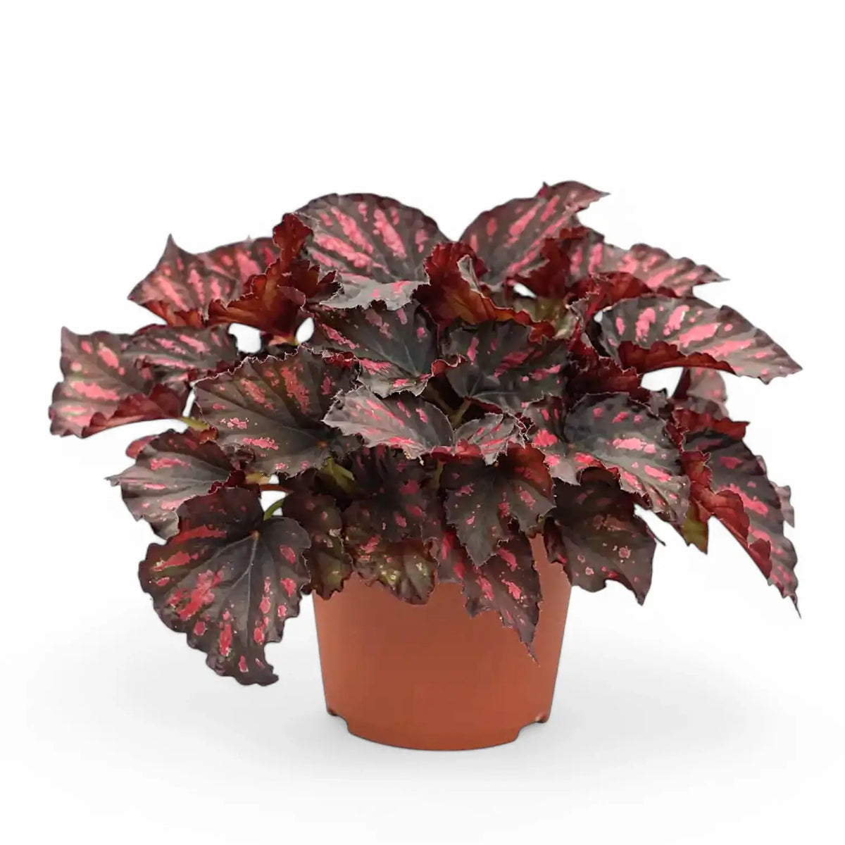 Begonia rex 'Rumba' Zimmerpflanze im Anzuchttopf vor weißem Hintergrund, Produktfoto 2.
