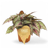 Begonia rex 'Salsa' potted plant in nursery pot on white background.