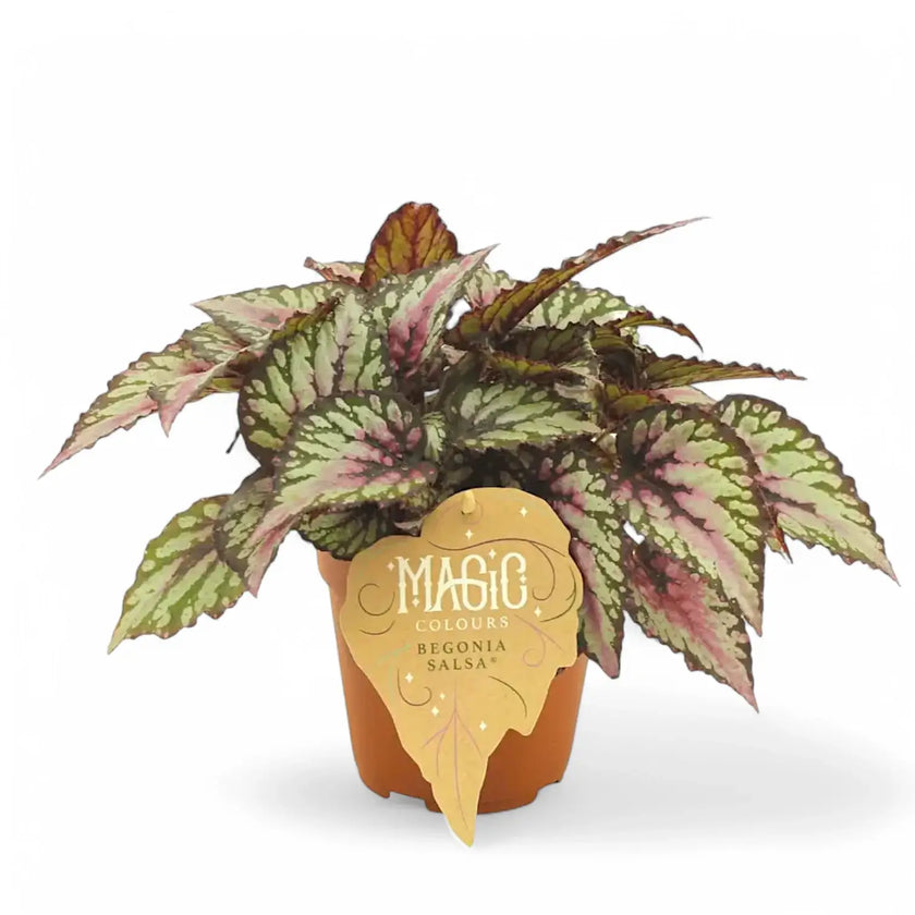 Begonia rex 'Salsa' Zimmerpflanze im Anzuchttopf vor weißem Hintergrund, Produktfoto 2.