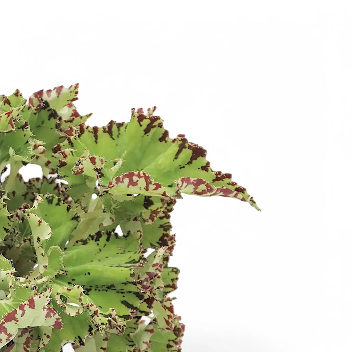 Begonia rex 'Samba' leaf close-up on white background.