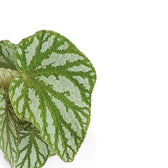 Begonia rex 'Tap Dance' – Blattdetail vor weißem Hintergrund..