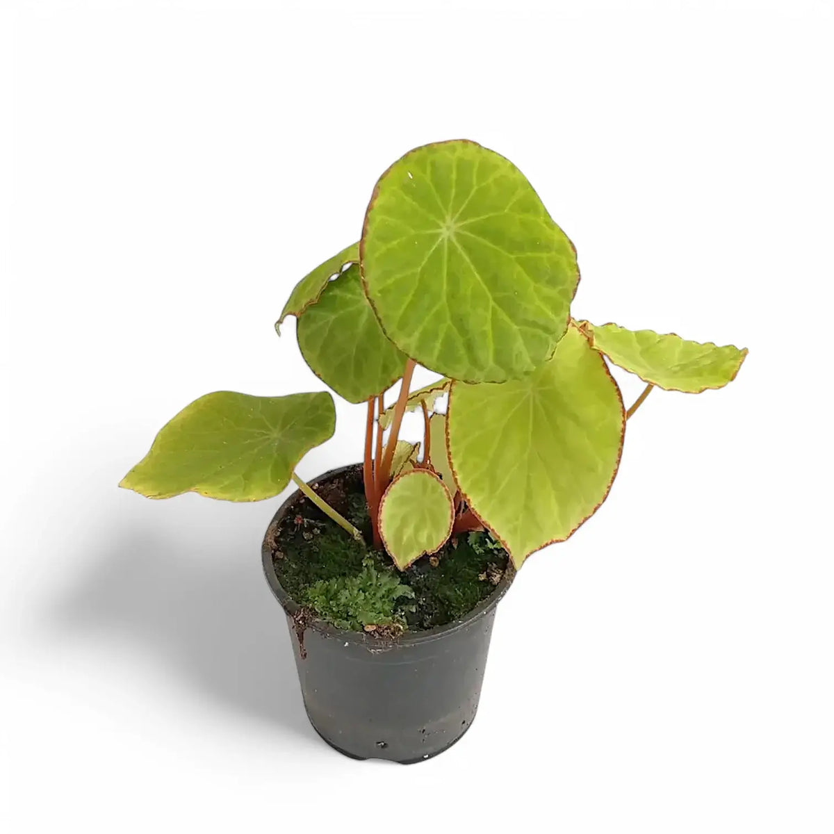 Begonia scapigera Zimmerpflanze im Anzuchttopf vor weißem Hintergrund, Produktfoto 2.