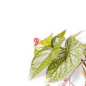 Begonia 'Snow Capped' – Blattdetail vor weißem Hintergrund..