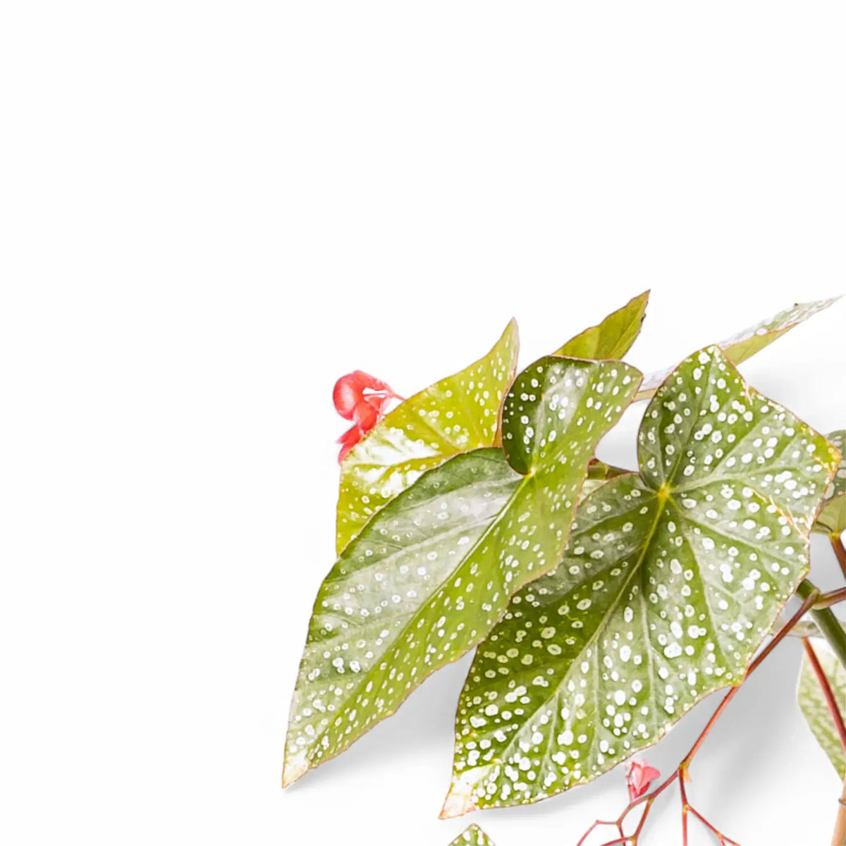 Begonia 'Snow Capped' – Blattdetail vor weißem Hintergrund..