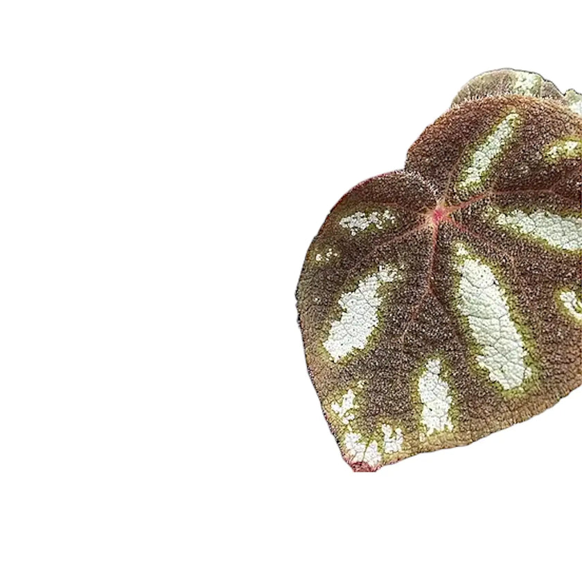 Begonia sp. Ngoc Lac leaf close-up on white background.