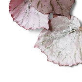 Begonia sp. U192 'Martin's Mystery' – Blattdetail vor weißem Hintergrund..