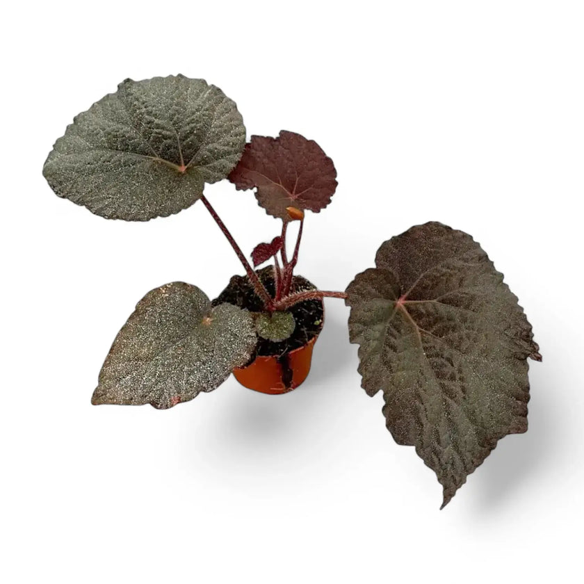 Begonia sp. U485 close-up of leaf on white background.