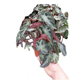 Begonia sp. U577 potted plant in nursery pot on white background.