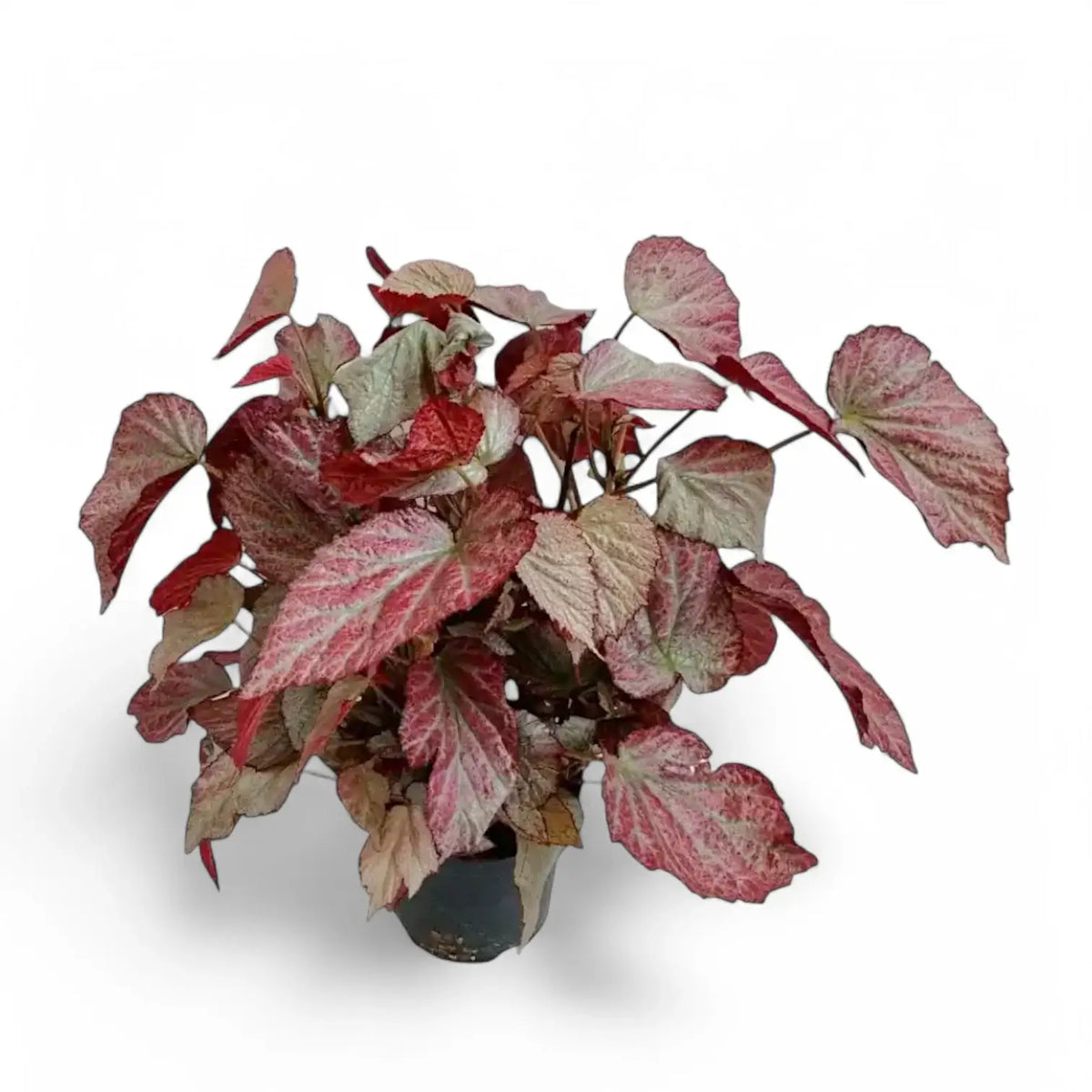 Begonia 'Two Face' Zimmerpflanze im Anzuchttopf vor weißem Hintergrund, Produktfoto 2.