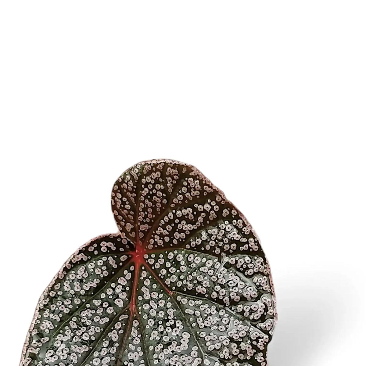 Begonia U062 leaf close-up on white background.