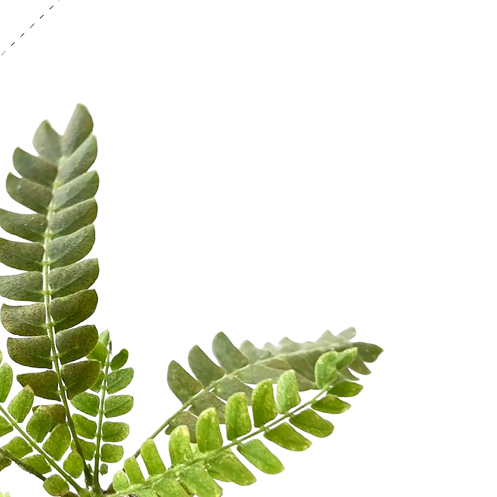 Biophytum sensitivum – Blattdetail vor weißem Hintergrund..