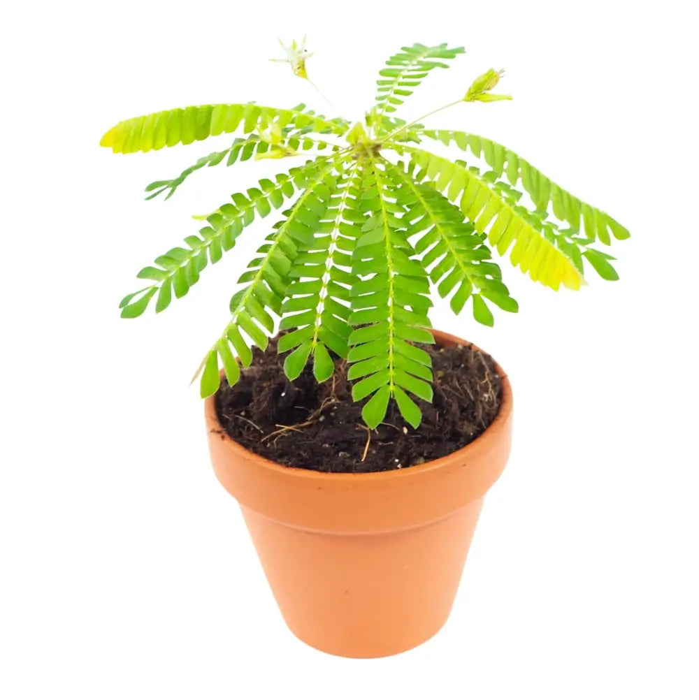 Biophytum sensitivum Zimmerpflanze im Anzuchttopf vor weißem Hintergrund, Produktfoto 2.