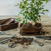 Bonsai pruning scissors on white background.