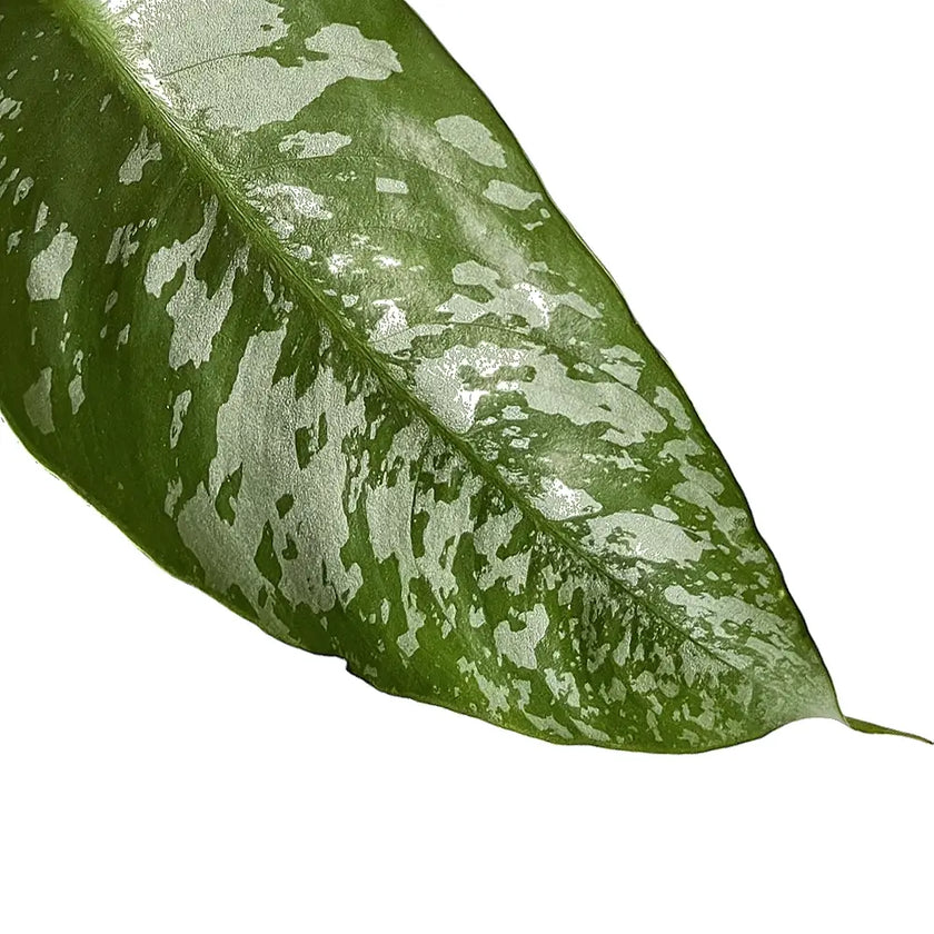 Borneoa scortechinii leaf detail on white background.