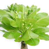 Close-up of Brighamia insignis foliage with clusters of pale flower buds