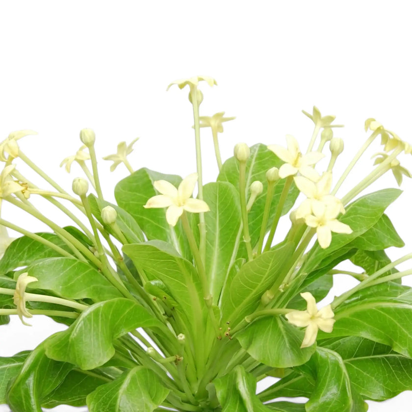 Detailed view of Brighamia insignis leaves, buds and pale yellow flowers