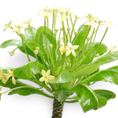Close-up of flowering Brighamia insignis with pale yellow trumpet-shaped blooms