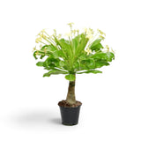 Brighamia insignis with a tall trunk and open pale yellow flowers