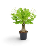 Potted Brighamia insignis with pale flowers above its leaf crown