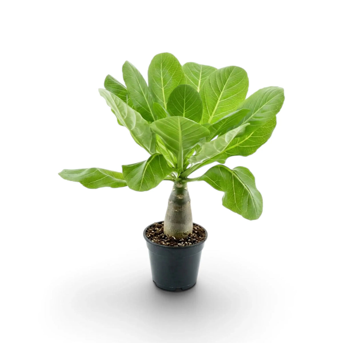 Brighamia insignis Hawaiian palm with a thick trunk and green leaf crown in a black pot
