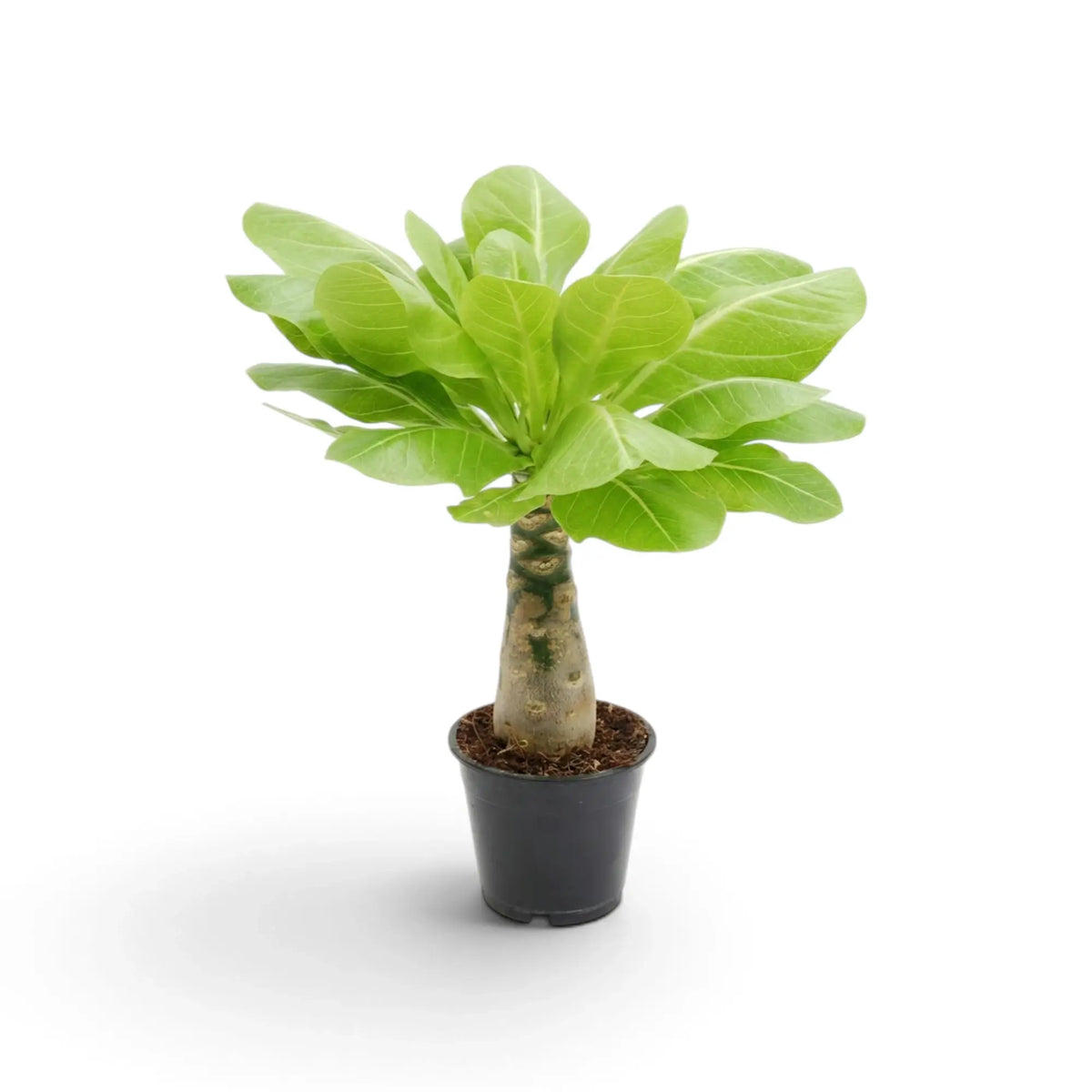 Potted Brighamia insignis with a tapered succulent trunk and broad green leaves