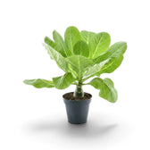 Brighamia insignis Hawaiian palm in a black nursery pot, angled view