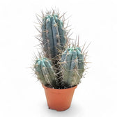 Browningia hertlingiana potted plant in nursery pot on white background.