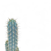 Browningia hertlingiana potted plant in nursery pot on white background.