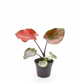 Caladium bicolor 'Valentina' Zimmerpflanze im Anzuchttopf vor weißem Hintergrund, Produktfoto 2.