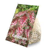 Caladium 'Carolyn Whorton' plant photo.