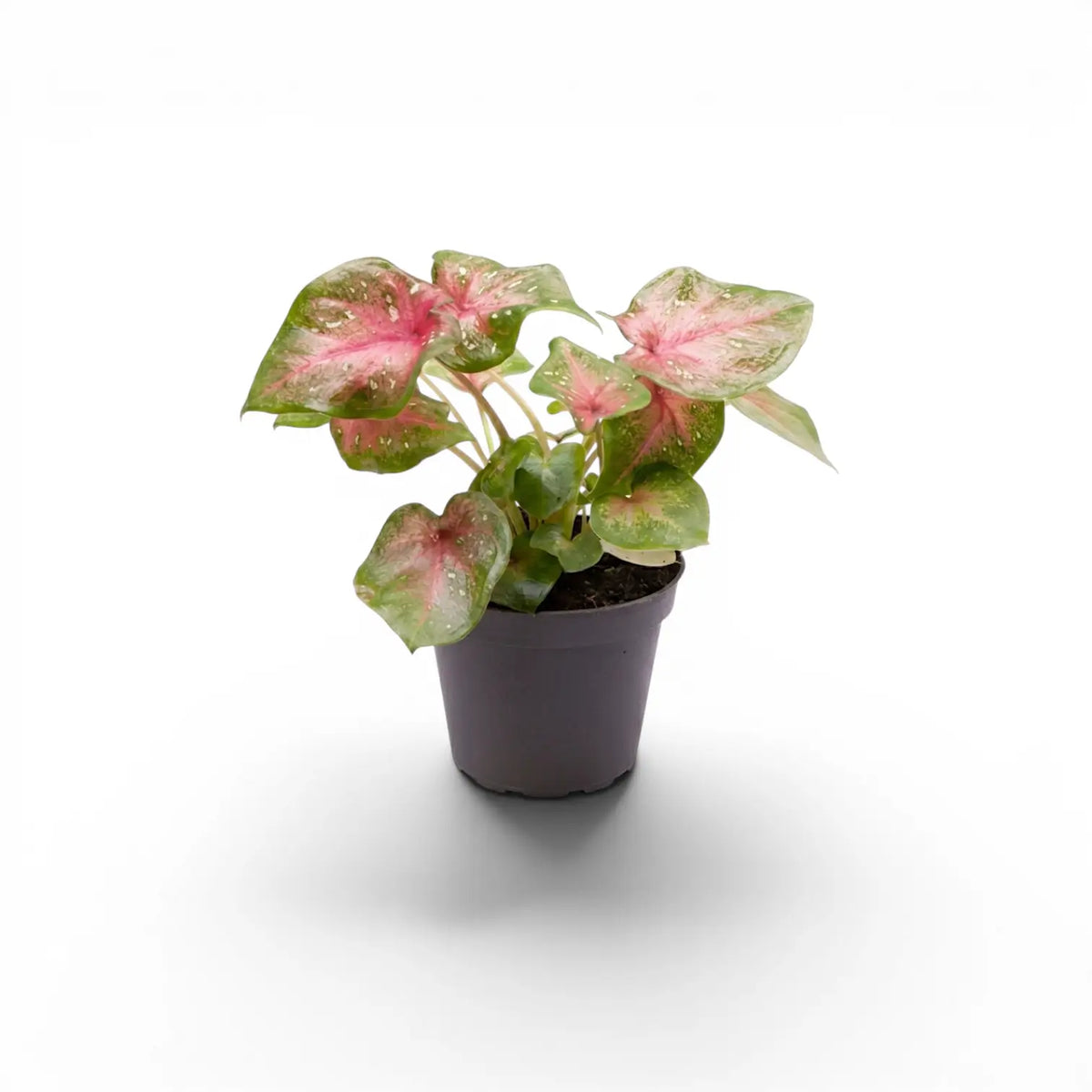 Caladium Casey als Jungpflanze mit herzförmigen Blättern im Kulturtopf.